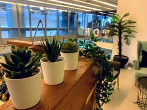 green plant reception desk